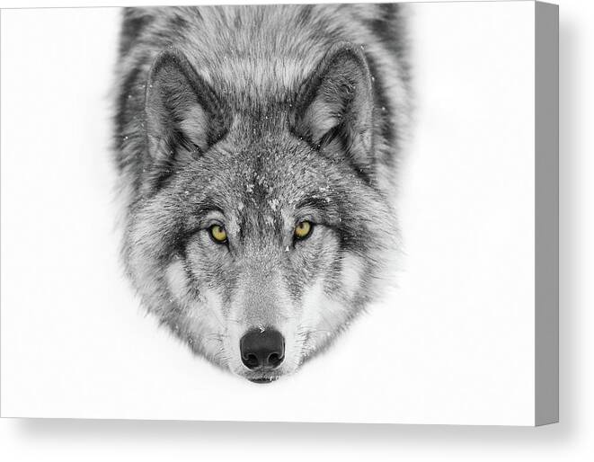 Wolf Canvas Print featuring the photograph Yellow Eyes - Timber Wolf by Jim Cumming