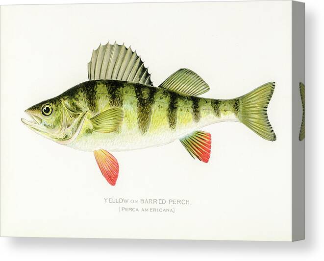David Letts Canvas Print featuring the drawing Yellow Perch by David Letts