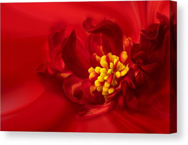 Stamen Canvas Print featuring the photograph Yellow Stamen by Lydia Jacobs