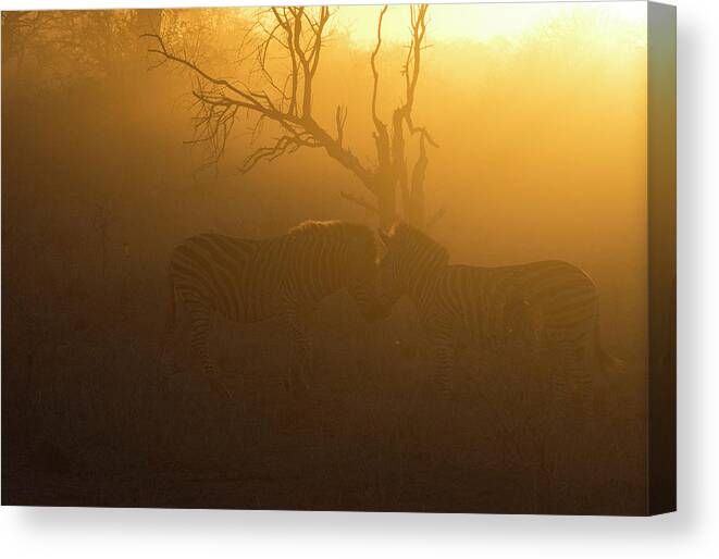 Africa Canvas Print featuring the photograph Zebras in the Morning Mist by Patrick Nowotny