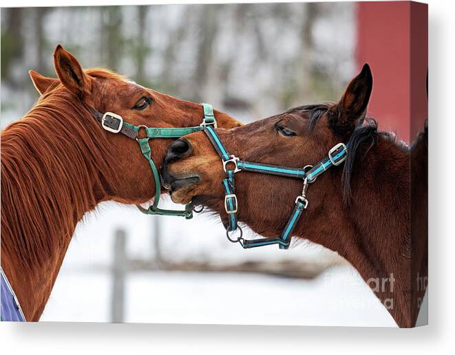 Horses Canvas Print featuring the photograph All You need is Love #1 by Nina Stavlund