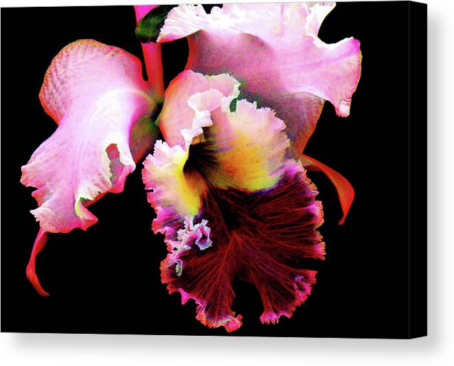 Orchid Canvas Print featuring the photograph Cattleya Orchid #1 by Rosalie Scanlon