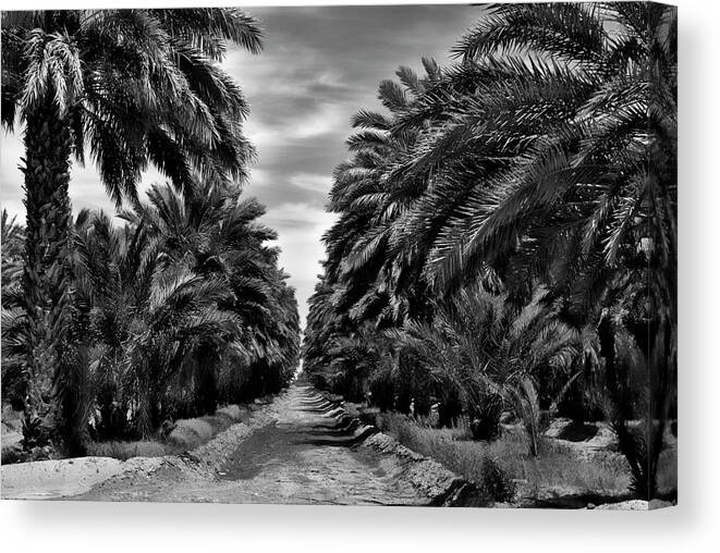 Date Trees At Dateland Canvas Print featuring the photograph Dateland Arizona BW #1 by Bob Pardue