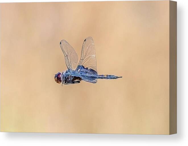 Dragon Fly Canvas Print featuring the photograph Dragon Fly by Jerry Cahill