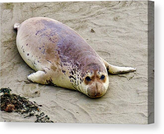 Elephant Seal Pup Canvas Print featuring the photograph Elephant Seal Pup by Brett Harvey