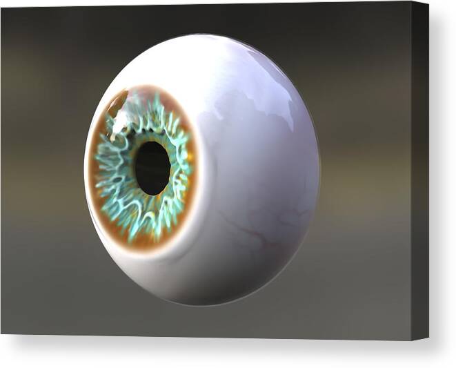 Pupil Canvas Print featuring the drawing Human eye, illustration #1 by Kateryna Kon/science Photo Library