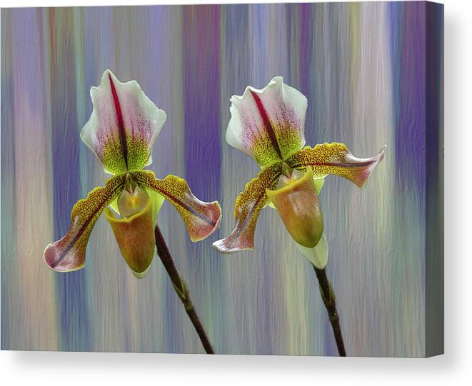 Lady Slipper Orchid Canvas Print featuring the photograph Lady Slipper Orchid #1 by Cate Franklyn