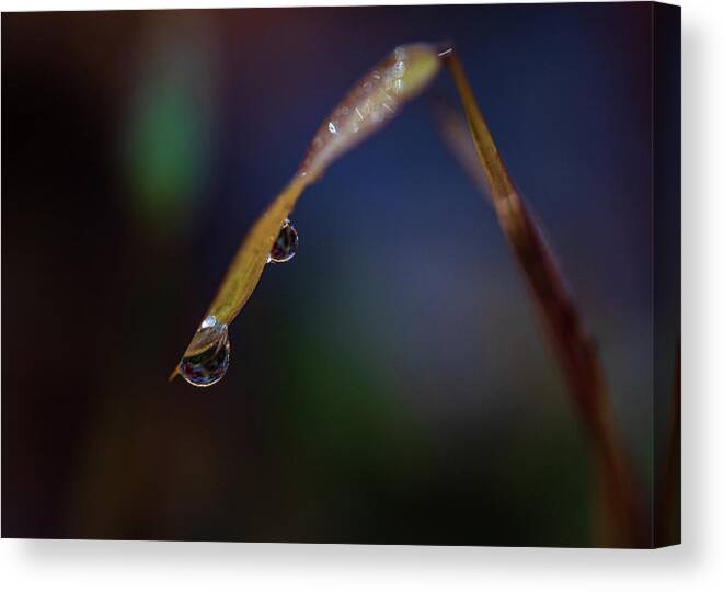 Fall Canvas Print featuring the photograph Macro Photography - Water Drops on Grass by Amelia Pearn