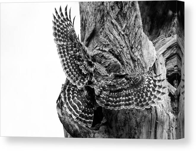Mama Barred Owl Canvas Print featuring the photograph Mama Barred owl rushing in to feed its babies #1 by Puttaswamy Ravishankar