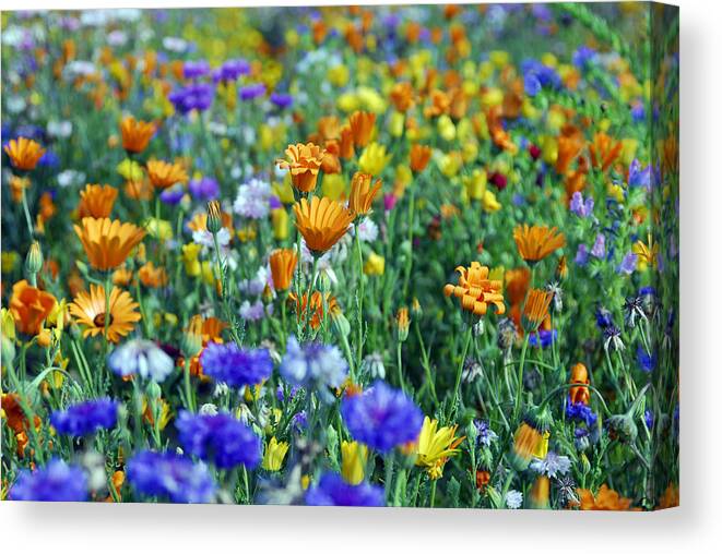 Orange Color Canvas Print featuring the photograph Mixed colourful wildflowers #1 by Lyn Holly Coorg