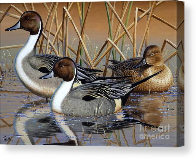 Cynthie Fisher Art Canvas Print featuring the painting Pintail Ducks #1 by Cynthie Fisher