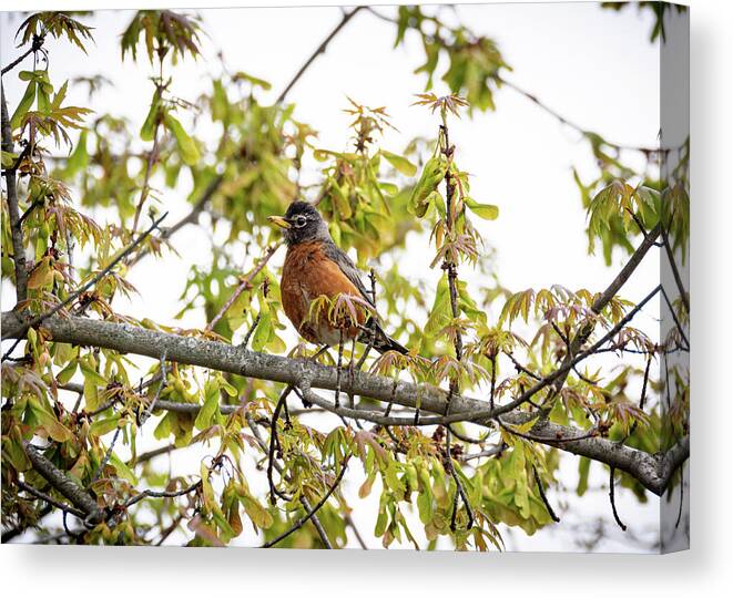 Bird Canvas Print featuring the photograph Robin #1 by Holden The Moment