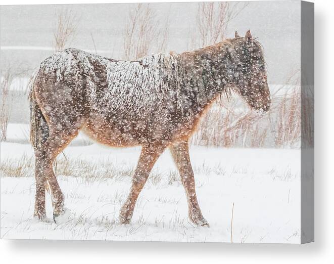 Nevada Canvas Print featuring the photograph Searching For Food #1 by Marc Crumpler