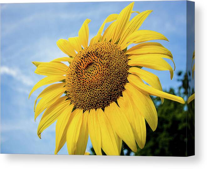 Sunflower Canvas Print featuring the photograph Sunflower against blue sky #1 by Robert Miller