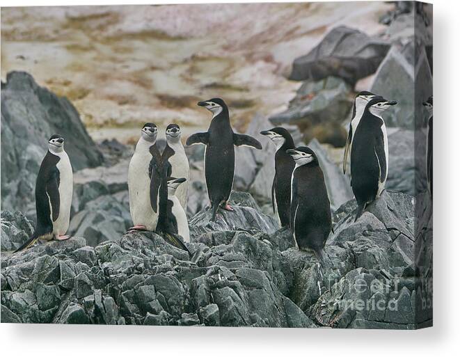 Antarctica Canvas Print featuring the photograph The Look #1 by Brian Kamprath
