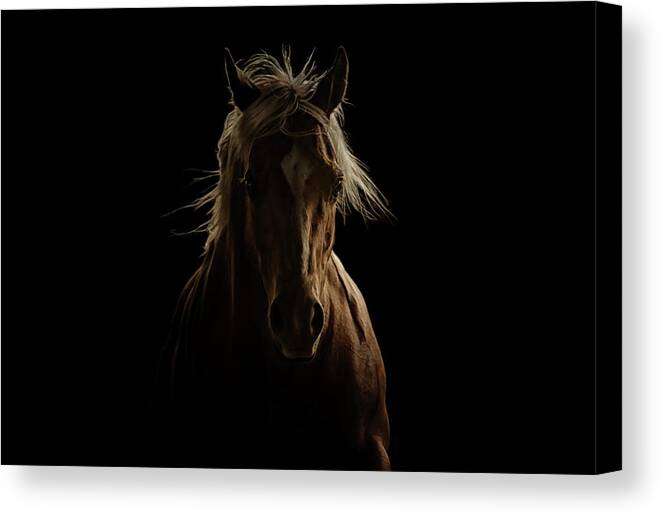 Horses Canvas Print featuring the photograph Untitled #1 by Ryan Courson