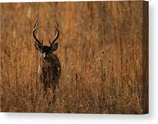 Deer Canvas Print featuring the photograph 12 Point Buck by Doug McPherson