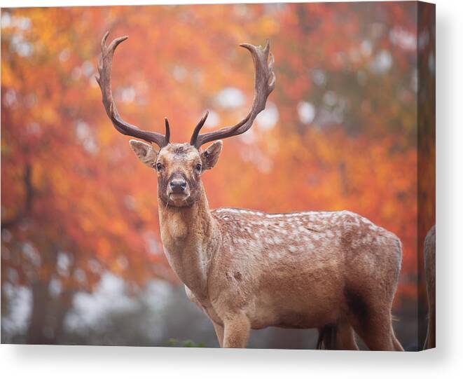 England Canvas Print featuring the photograph A large stag in an autumn forest. #2 by Alex Saberi