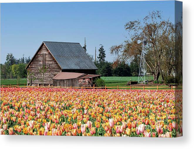 Tulips Canvas Print featuring the photograph Barn Tulips by Louise Magno