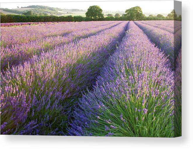 Lavender Canvas Print featuring the photograph Lavender fields #2 by Ian Middleton