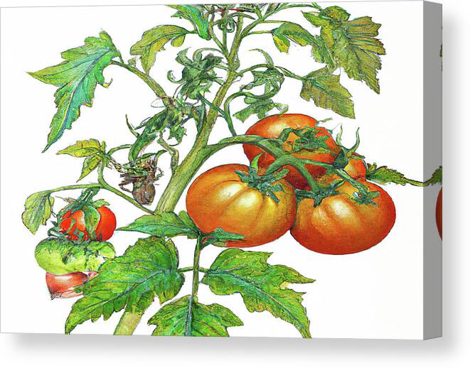 Tomatoes Canvas Print featuring the digital art 3 Tomatoes 3c by Cathy Anderson