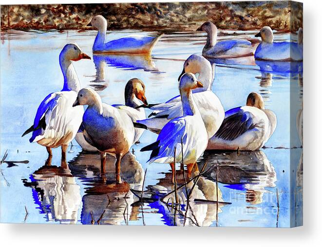 Placer Arts Canvas Print featuring the painting #420 Snow Geese #420 by William Lum