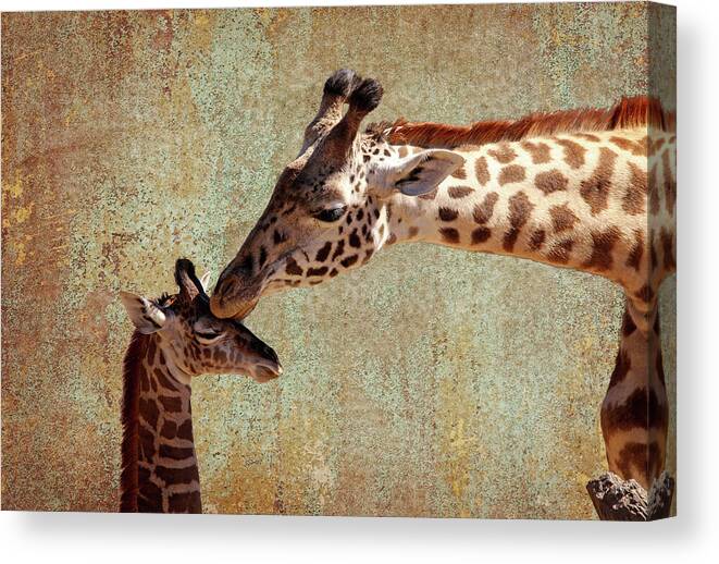 Giraffe Canvas Print featuring the photograph A Mother's Kiss by Judy Vincent