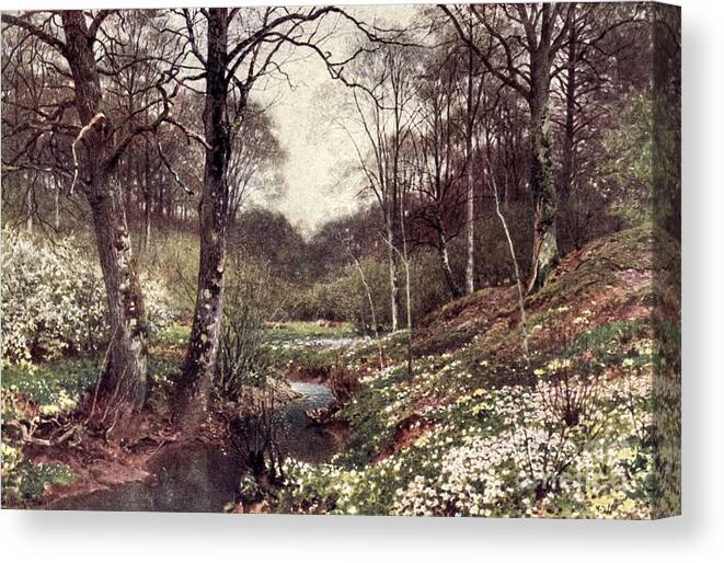 Charm Of Gardens Canvas Print featuring the drawing A Primrose Bank Near Dorking j5 by Historic Illustrations