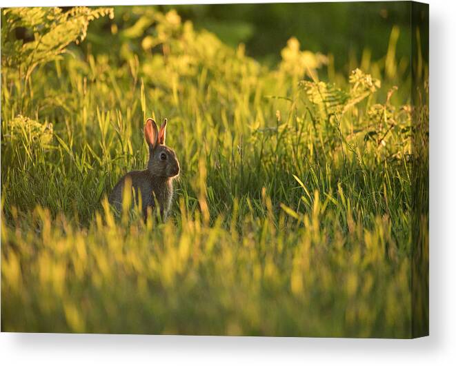 Grass Canvas Print featuring the photograph A rabbit at sunset. by Alex Saberi