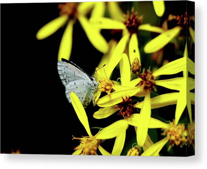 Celastrina Argiolus Canvas Print featuring the photograph Butterfly Holly blue on yellow flower by Vaclav Sonnek