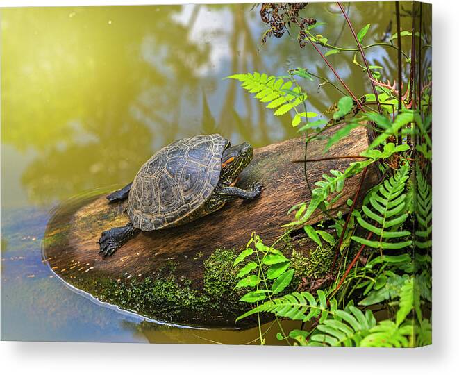Ahuano Canvas Print featuring the photograph A terrapin Arrau turtle resting and sunbathing on a log by Henri Leduc