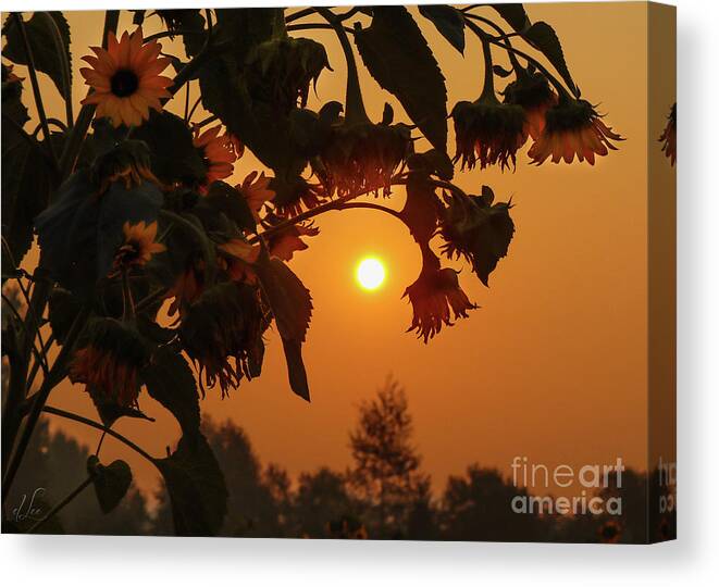 Sunflower Canvas Print featuring the photograph Abundant Focus by D Lee