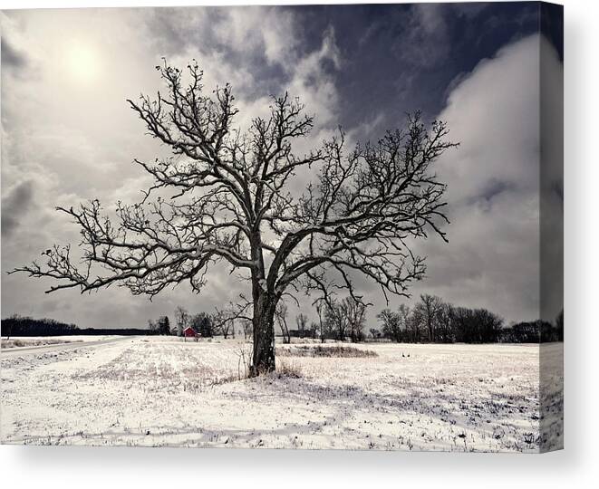 Geese Canvas Print featuring the photograph After the Snow - Majestic snow-frosted oak tree in Wisconsin field with farm in background by Peter Herman