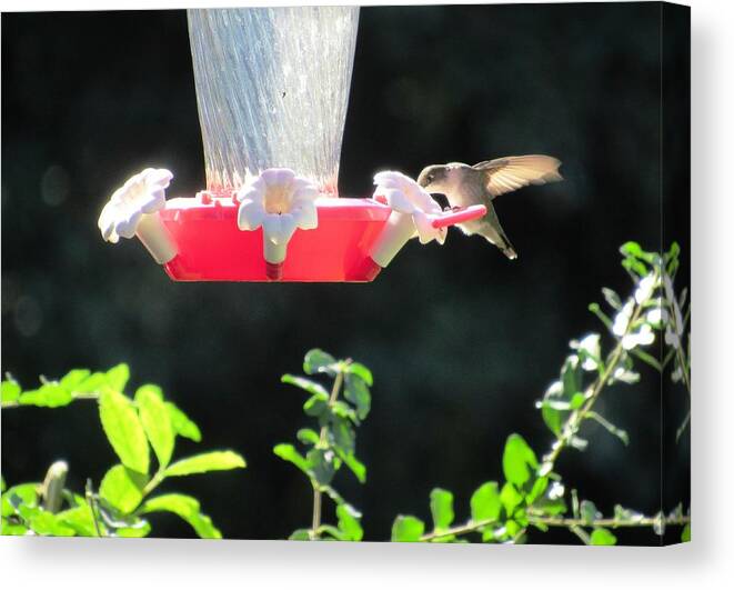 #handsome #hummingbird #bird #central #georgia #red #feeder #black #background Canvas Print featuring the photograph All By Myself by Belinda Lee