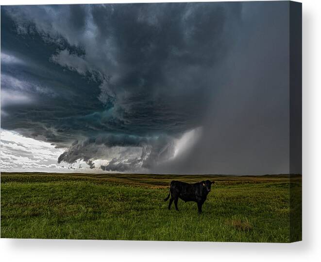 Hail Canvas Print featuring the photograph All Hail Cattle by Marcus Hustedde