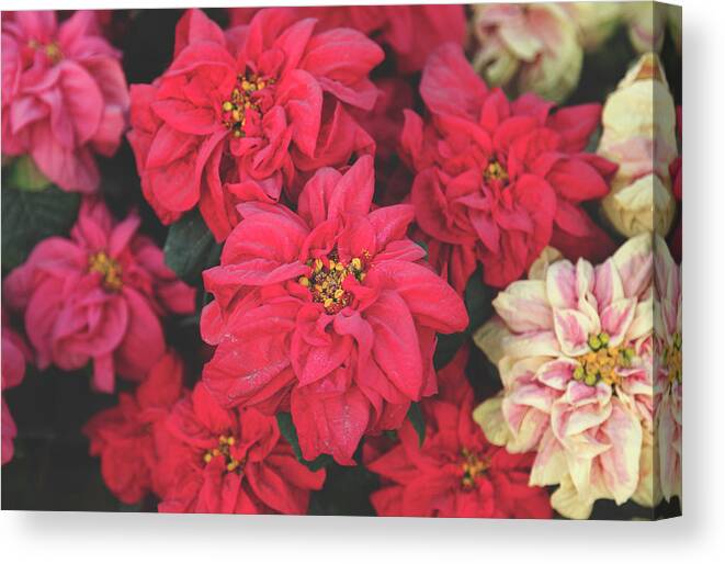 Poinsettias Canvas Print featuring the photograph All Year 'Round by Laurie Search