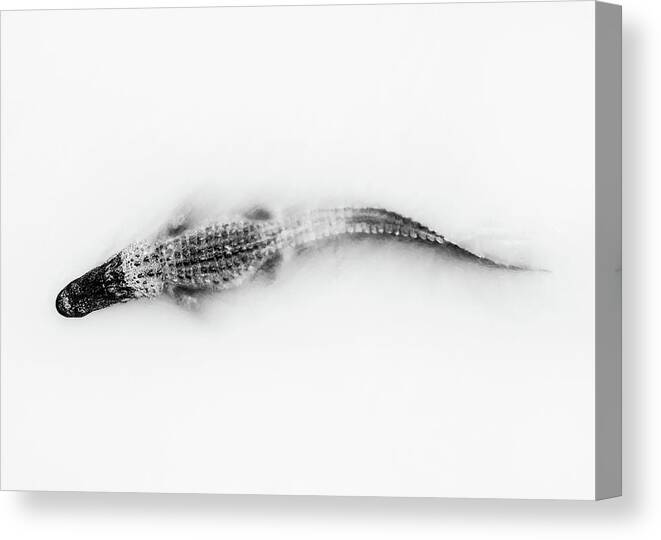 Alligator Canvas Print featuring the photograph Alligator Black and White by Donnie Whitaker