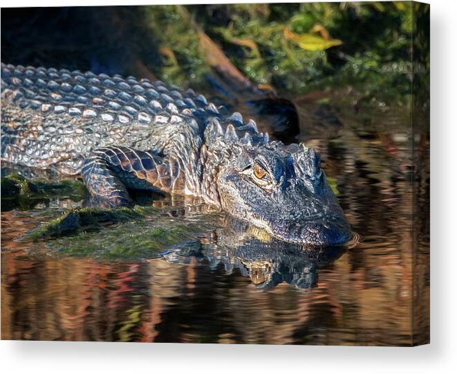 Alligator Canvas Print featuring the photograph Alligator Reflections by Jaki Miller
