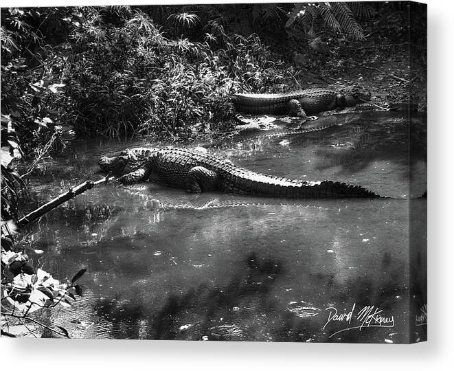 Alligator Canvas Print featuring the photograph Alligators by David McKinney
