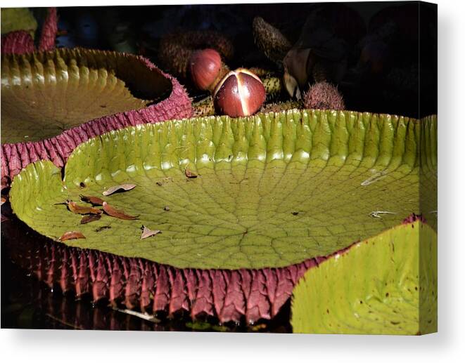 Amazon Water Lily Canvas Print featuring the photograph Amazon Water Lily by Warren Thompson