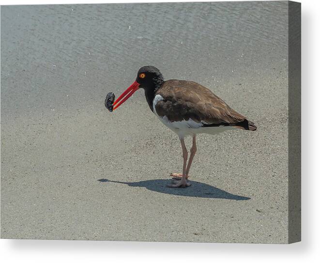 American Oyster Catcher Canvas Print featuring the photograph American Oyster Catcher by Cate Franklyn