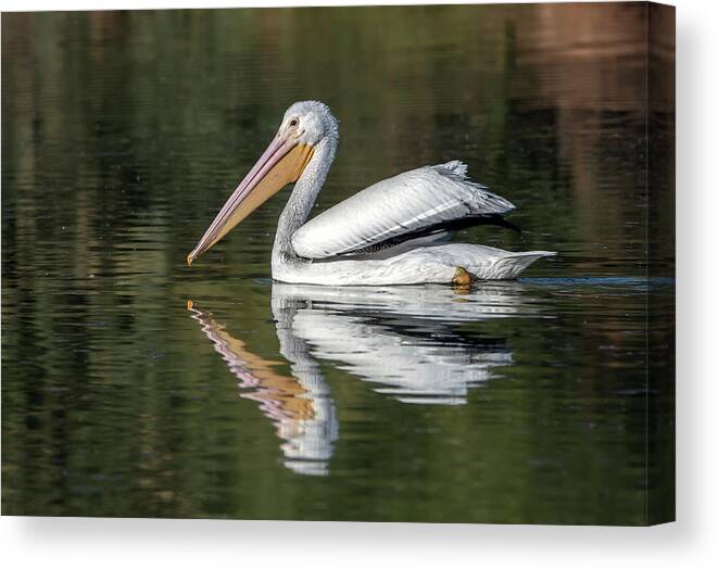 American White Pelican Canvas Print featuring the photograph American White Pelican 2736-111520-2 by Tam Ryan
