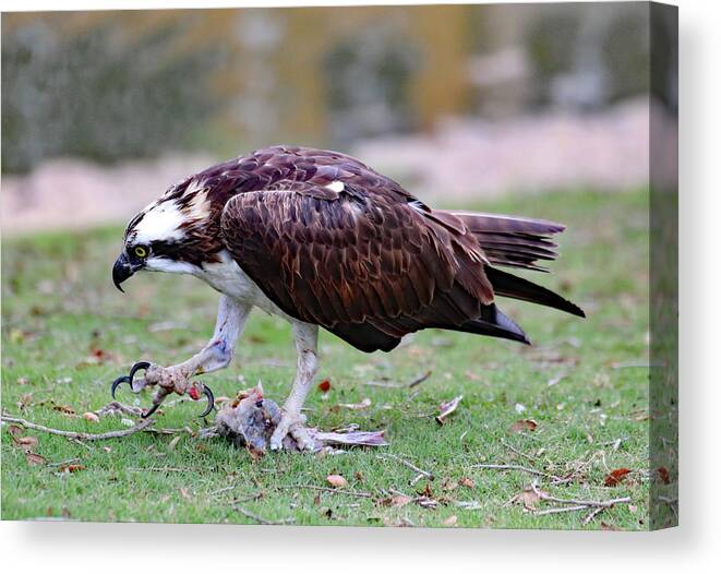 Osprey Canvas Print featuring the photograph An Osprey's Talons by David T Wilkinson