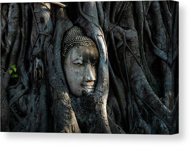 Buddha Canvas Print featuring the photograph The Fallen Kingdom - Buddha Statue, Wat Mahathat, Thailand by Earth And Spirit