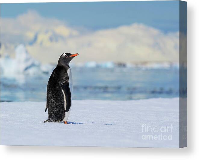 Gentoo Penguin Canvas Print featuring the photograph Antarctic Dreams... by Nina Stavlund