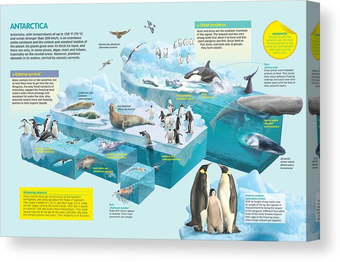 Fauna Canvas Print featuring the digital art Antarctica by Album