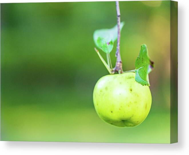 Nature Canvas Print featuring the photograph Apple Tree Fall 2020 2 by Amelia Pearn