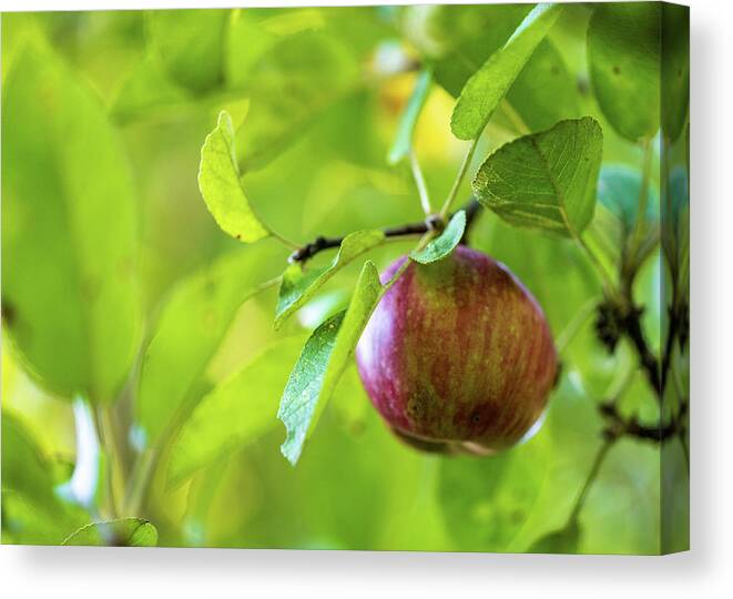 Nature Canvas Print featuring the photograph Apple Tree Fall 2020 by Amelia Pearn