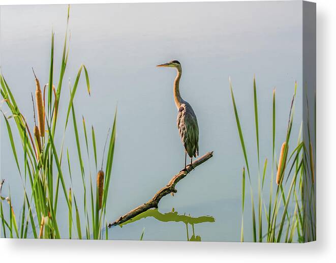 Tennessee Canvas Print featuring the photograph August Morning Contemplations by Marcy Wielfaert