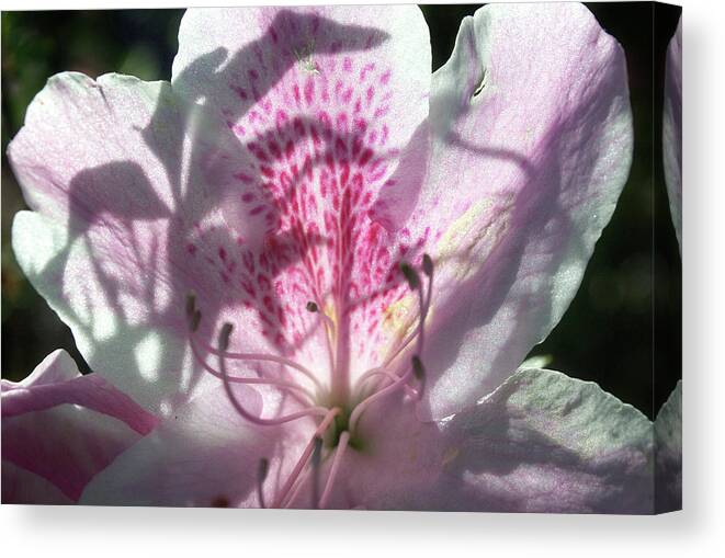 Blossom Canvas Print featuring the photograph Backlit Petals by George Taylor